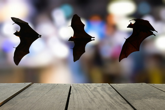 04_Bats disease immunity could help humans